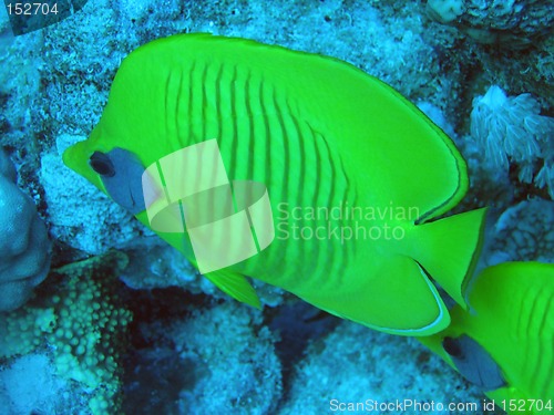 Image of Yellow butterfly fish