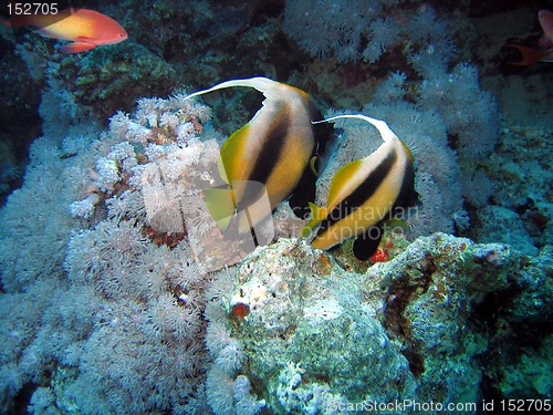 Image of Two pennant fish