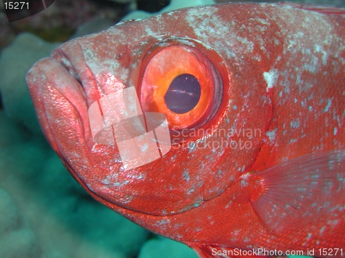 Image of Bigeye 2