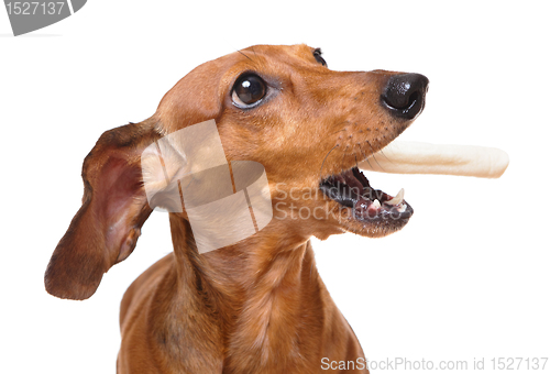 Image of dachshund dog eat snack