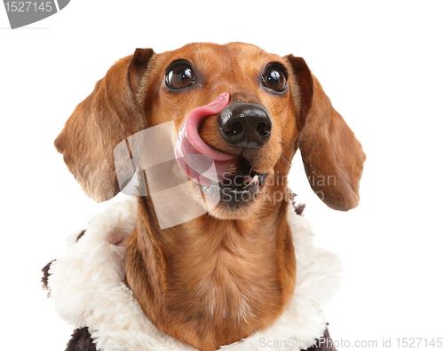 Image of Dachshund dog wait for yummy food