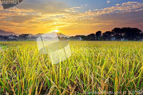 Image of paddy field with sunset