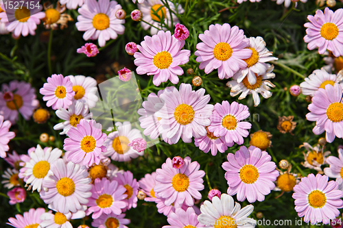 Image of flower field