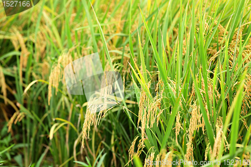 Image of paddy rice field