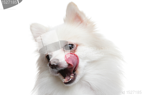 Image of pomeranian dog wait for yummy food