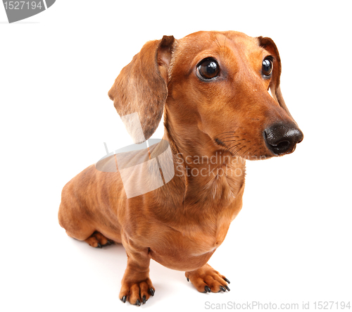 Image of dachshund dog