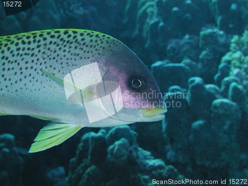 Image of Blackspotted Sweetlips closeup