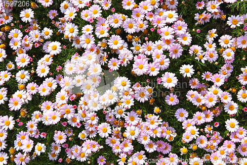 Image of flower field