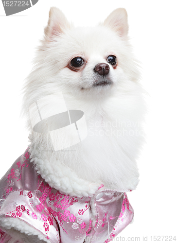 Image of Pomeranian Spitz dog