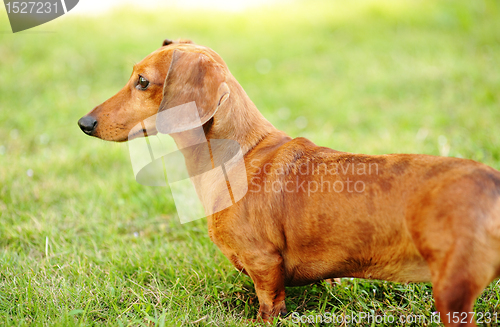 Image of dachshund dog