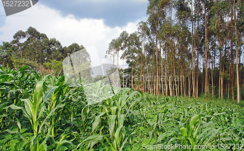 Image of agriculture in Africa