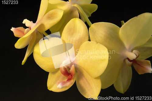 Image of yellow orchid flowers