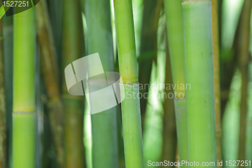Image of bamboo