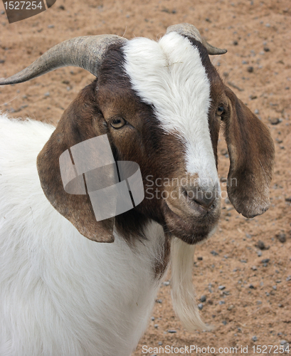 Image of goat portrait