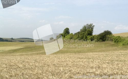 Image of agricultural panoramic scenery with ripe grain field