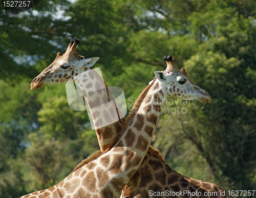 Image of some Giraffes in Africa