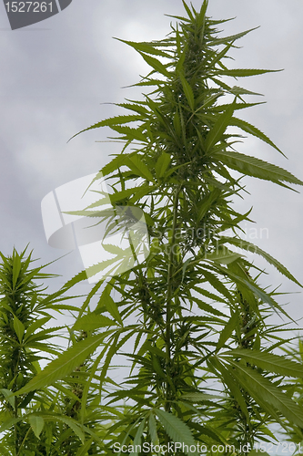 Image of hemp field detail