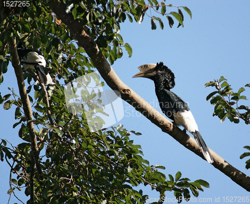 Image of Silvery-cheeked Hornbill in Africa