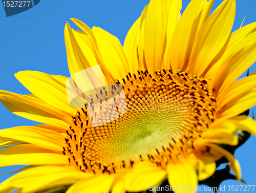 Image of Sunflower