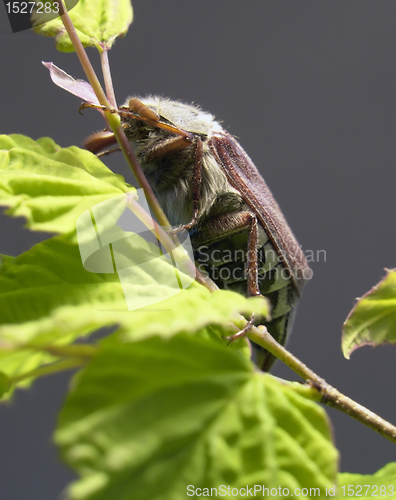 Image of may beetle sitting on a twig