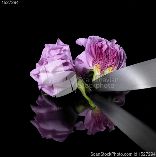 Image of halved rose and knife