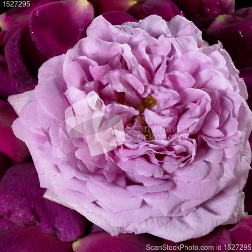 Image of pink rose and violet petals