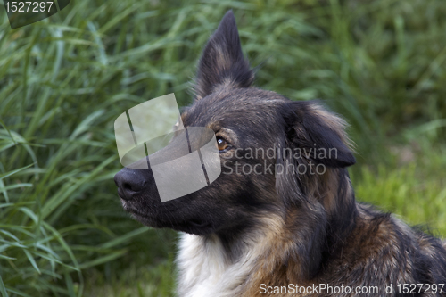 Image of dog portrait