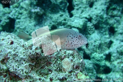 Image of Freckled Hawkfish