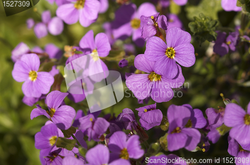 Image of small violet flowers