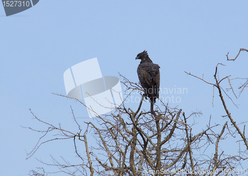 Image of Long-crested Eagle in Africa