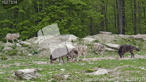 Image of pride of Gray Wolves