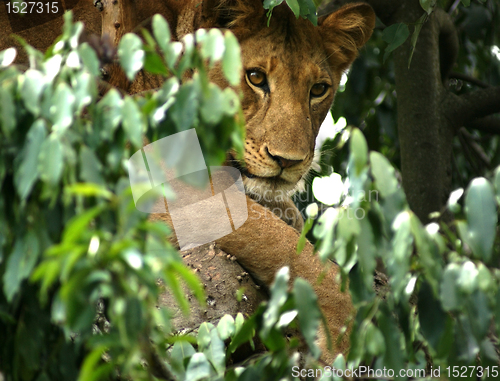 Image of Lion in Africa