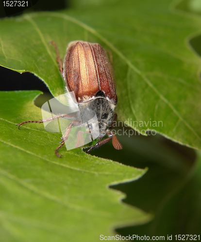 Image of may beetle sitting on a twig