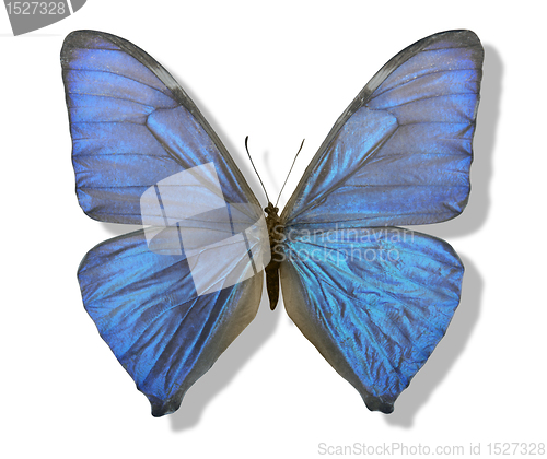 Image of blue iridescent butterfly