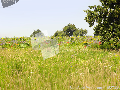 Image of flowering meadow and trees