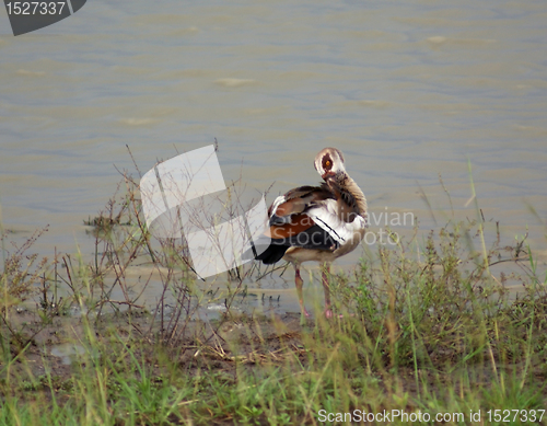 Image of waterside scenery with egyptian goose