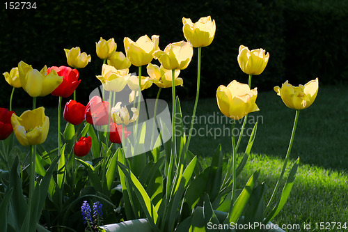 Image of Tulips - Yellow and Red