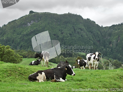 Image of cows on a meadow