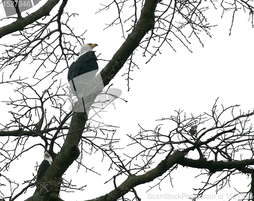 Image of african sea eagle in a treetop