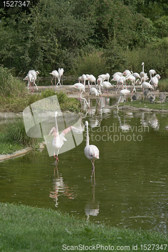 Image of waterside scenery and flamingoes