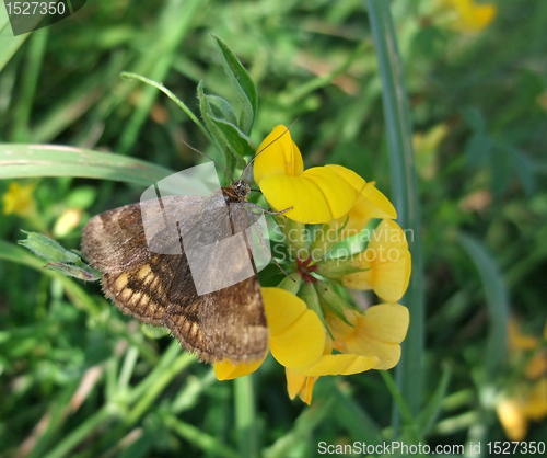 Image of brown butterfly on yellow flower