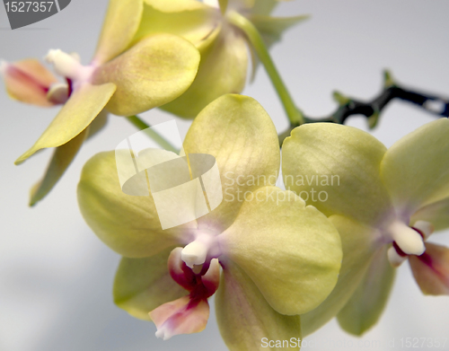 Image of yellow orchid flowers