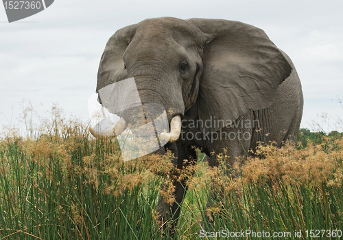 Image of Elephant in high grass