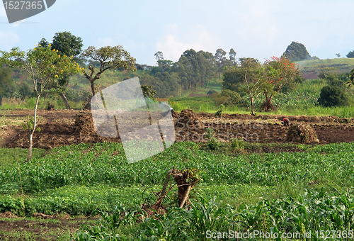 Image of agriculture near Rwenzori Mountains