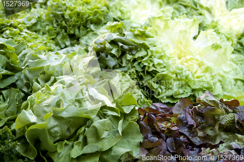 Image of red and green lettuce background