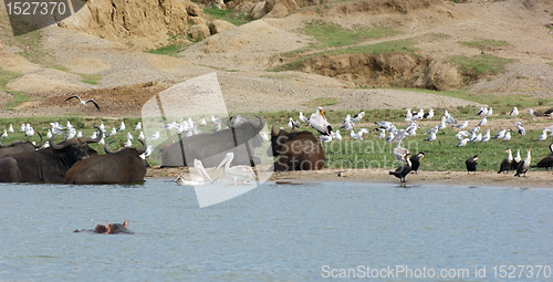 Image of birds and  water buffalos in Uganda