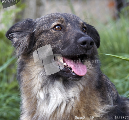 Image of dog portrait