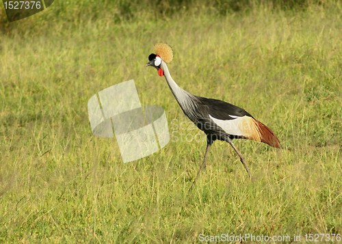 Image of Black Crowned Crane in Uganda