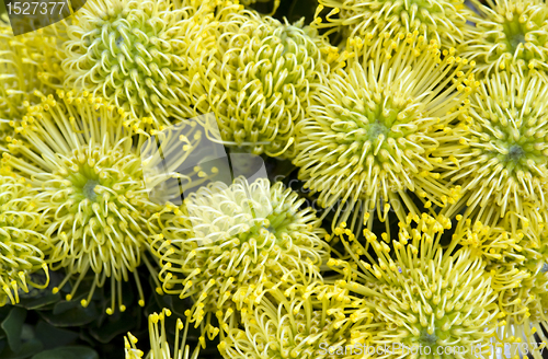 Image of abstract floral back with yellow flowers