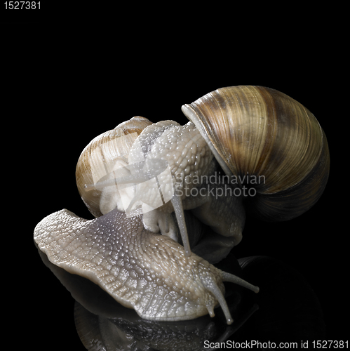 Image of two Grapevine snails on each other